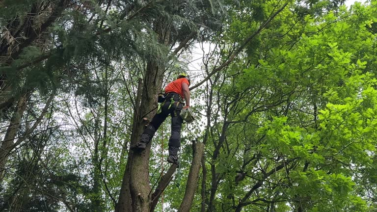 How Our Tree Care Process Works  in Maine, WI